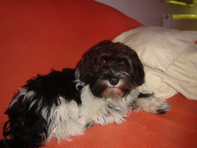 Bacco Balu
